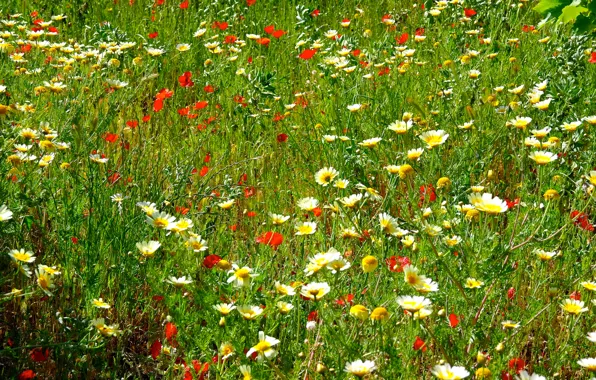 Field, grass, flowers, Maki, chamomile, meadow