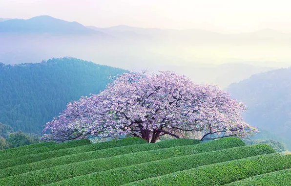 Landscape, mountains, spring, Japan, Sakura, flowering, island Reported, Kumamoto Prefecture