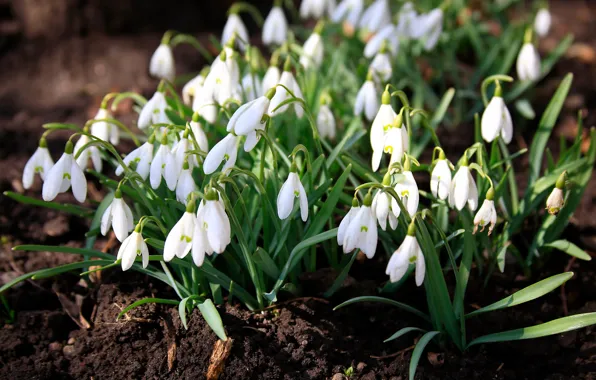 Picture flowers, nature, spring, snowdrops, primroses