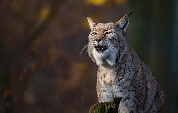 Background, lynx, wild cat, bokeh