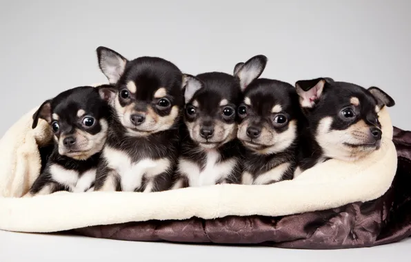Picture puppies, cute, quintet