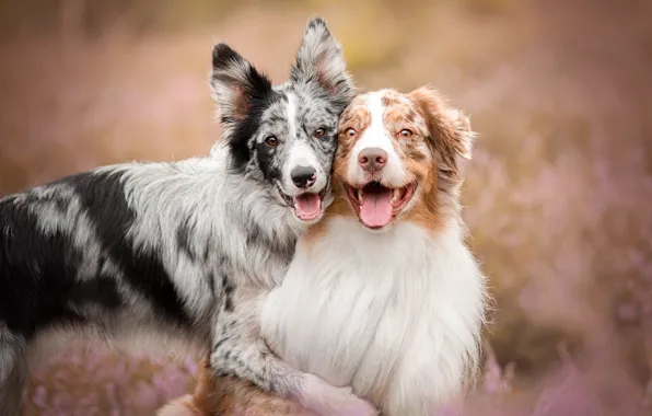 Wallpaper dogs look nature background together two pair grey a  couple Duo friends sitting two dogs in the arms of images for desktop  section собаки  download