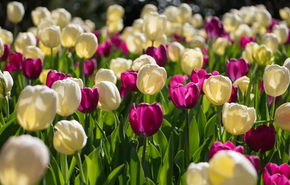 Picture tulips, buds, a lot