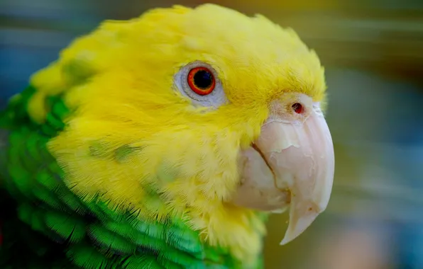 Picture bird, beak, parrot, yellow-headed Amazon