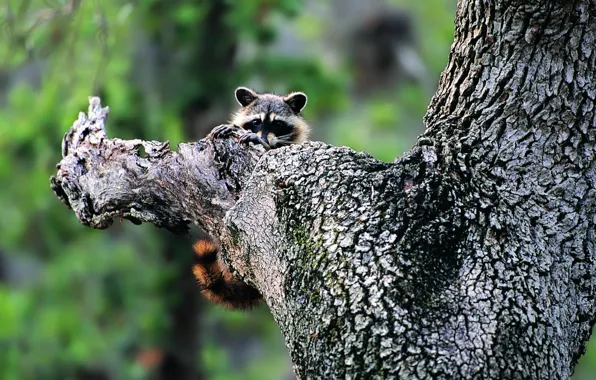 Picture nature, tree, raccoon, greens., Animals