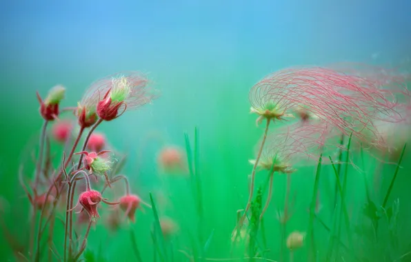 Picture plant, Geum, smoke Prairie, avens