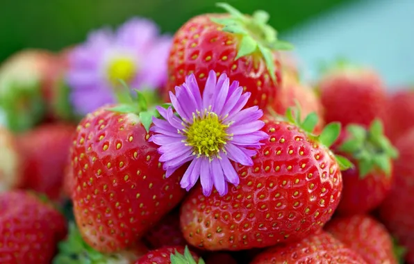 Macro, berries, strawberry, flower