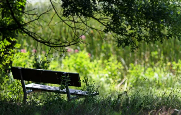 Summer, nature, bench