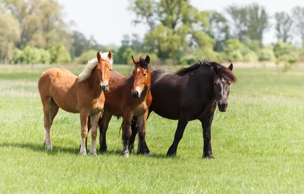 Picture field, animals, horses