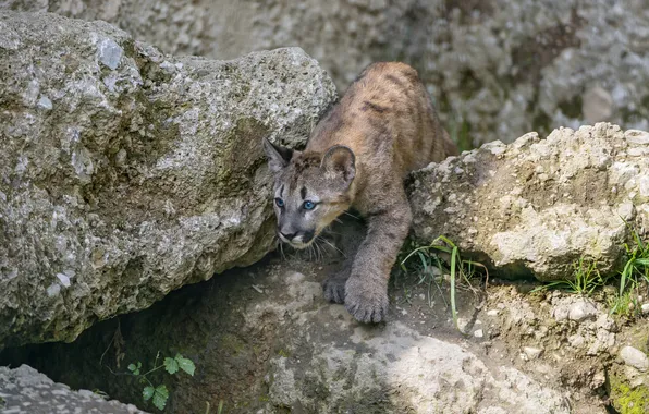 Picture look, stones, cub, kitty, Puma, mountain lion, Cougar, ©Tambako The Jaguar