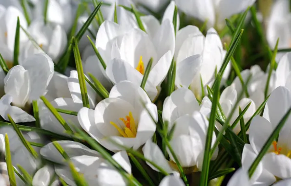 Picture white, macro, crocuses, saffron