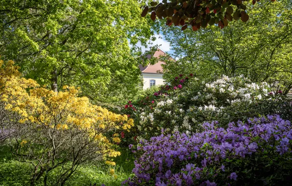 Greens, light, flowers, branches, house, thickets, yellow, garden