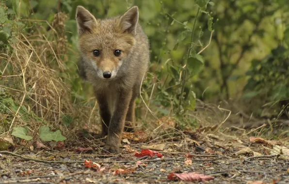 Look, Fox, Fox, DUELL ©