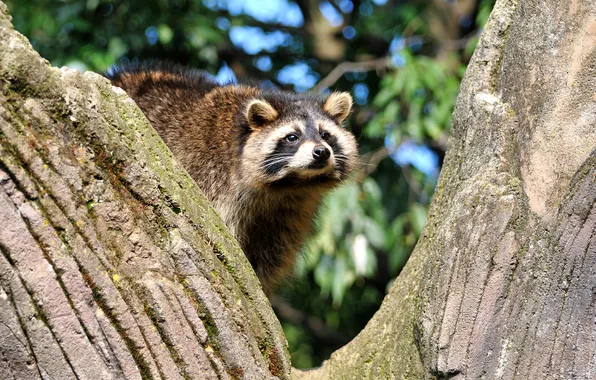Look, tree, raccoon, face