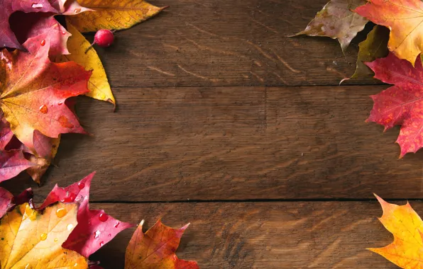 Leaves, background, red leaves, autumn leaves, yellow leaves
