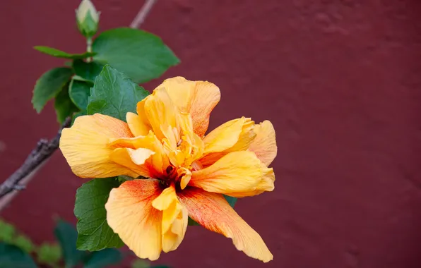 Flower, orange, background, hibiscus
