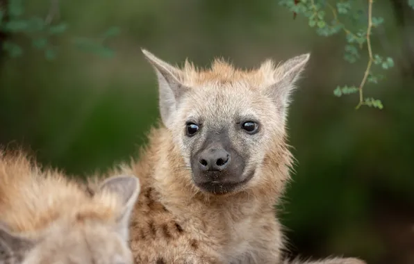 Look, face, background, portrait, puppy, hyena, cub