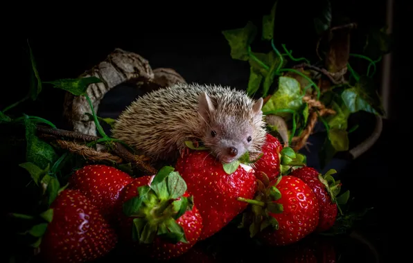 Look, leaves, berries, strawberry, muzzle, red, hedgehog, black background
