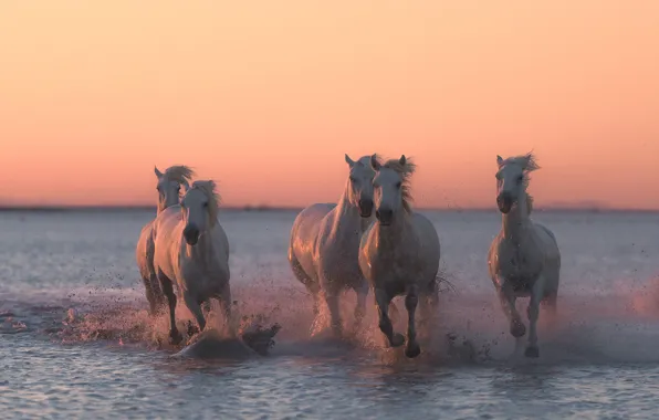 Water, sunset, squirt, horses, horse, running
