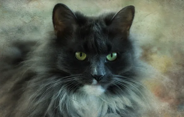 Picture cat, cat, look, face, grey, portrait, fluffy