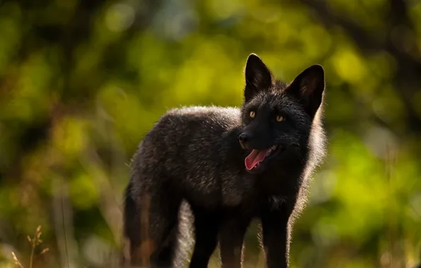 Language, look, face, nature, paws, Fox, black, green background