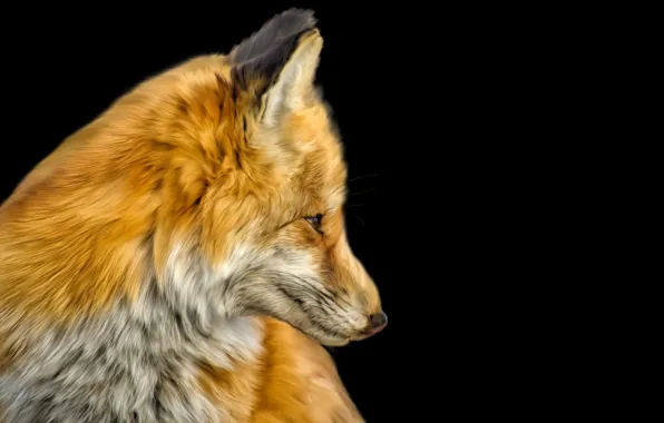 Head, wool, Fox, Fox