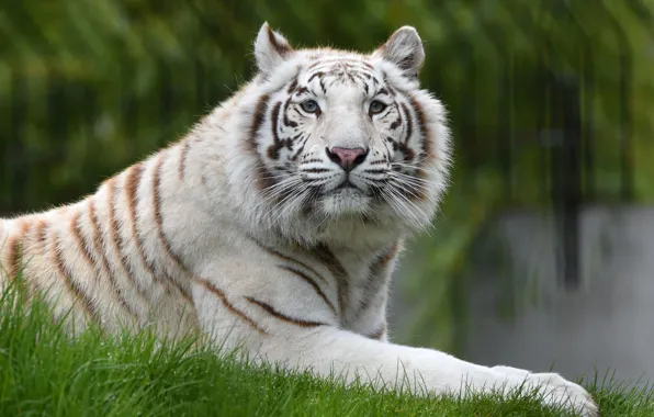 White, grass, look, face, tiger, portrait, paws, lies