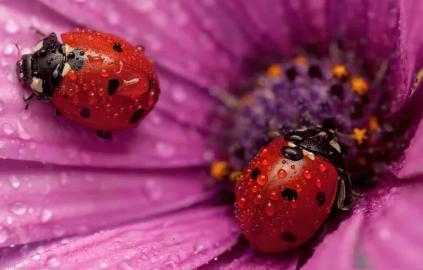 Drops, Rosa, ladybug, beetle, insect