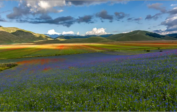 Picture field, the sky, flowers, mountains, meadow, Italy