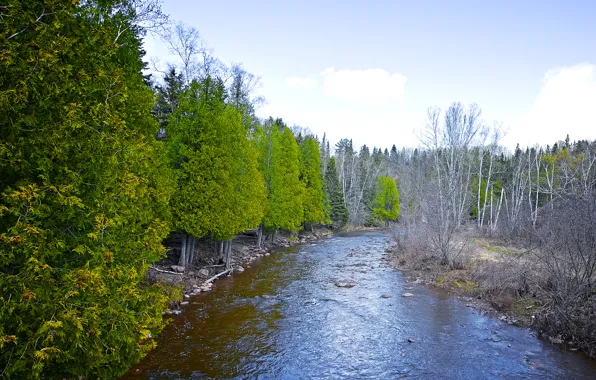Picture forest, the sky, river