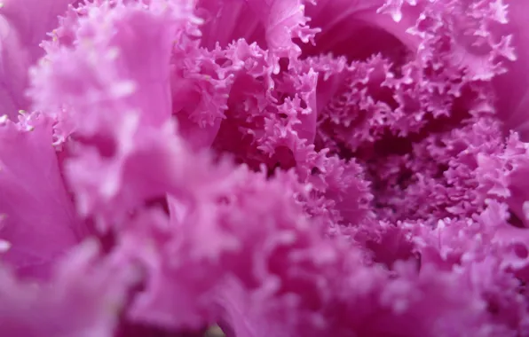 Macro, Autumn, Garden, Purple, Belarus, Cabbage
