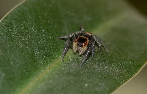 Eyes, sitting, jumper, spider