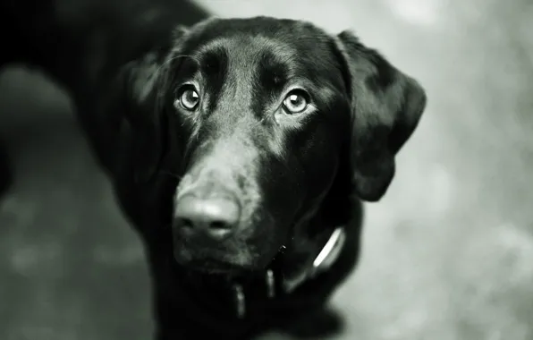 Eyes, face, black, dog, nose, dog, Labrador Retriever