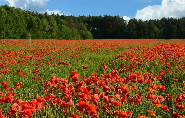 Picture field, summer, the sun, trees, flowers, red, Maki