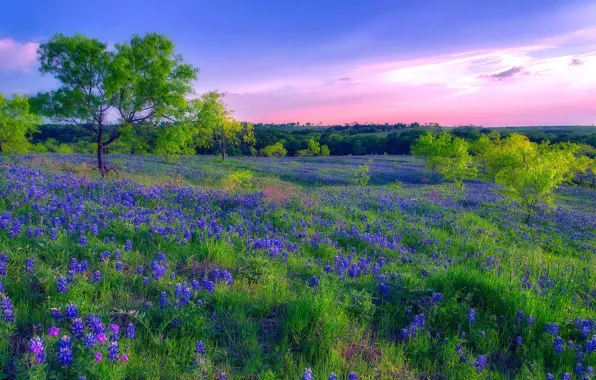 Picture field, flowers, spring, meadow