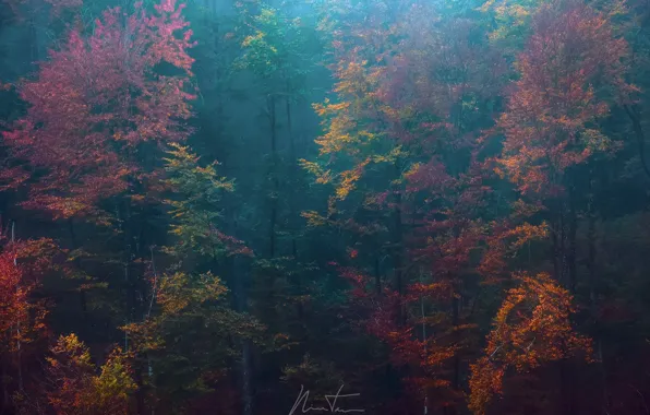 Autumn, forest, trees, nature, paint, haze