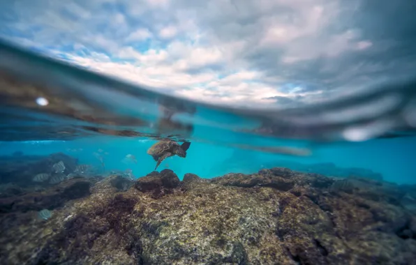 Picture the sky, clouds, fish, rocks, turtle, under water, reefs, over the water