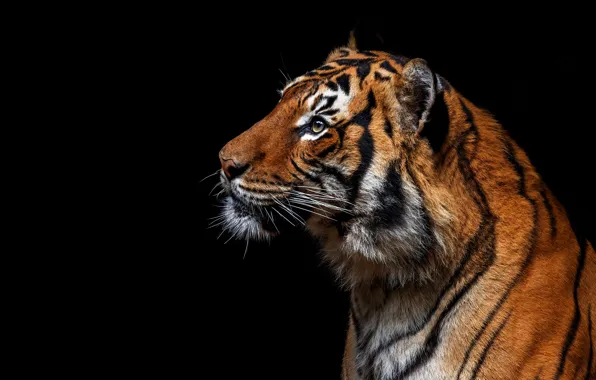 Picture look, face, tiger, portrait, profile, black background