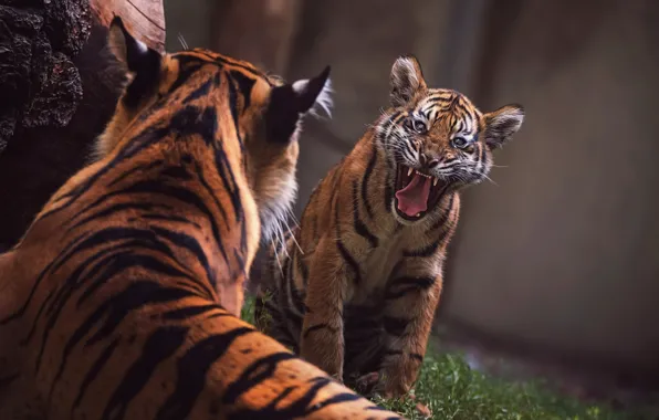 Language, face, tiger, pose, the dark background, back, mouth, pair