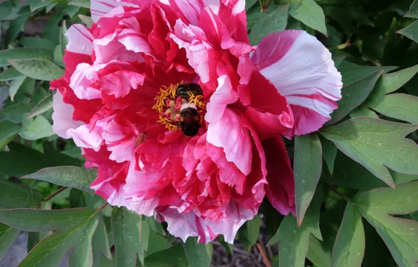 Bee, spring, peony