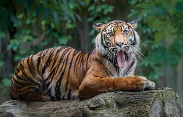 Look, face, nature, tiger, pose