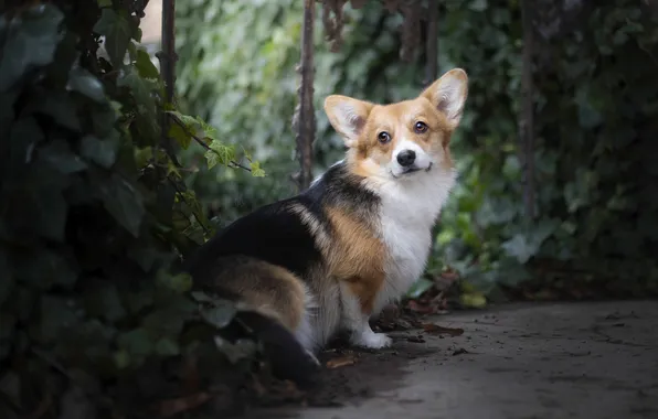 Look, nature, pose, dog, face