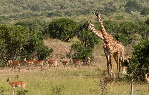 Animals, grass, trees, nature, giraffes