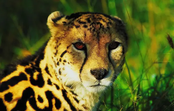 Look, face, king Cheetah, king cheetah