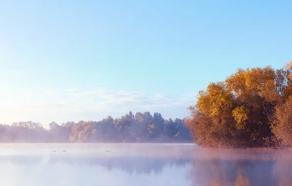 Picture the sky, clouds, trees, fog, lake, sunrise, duck, the shore of the lake
