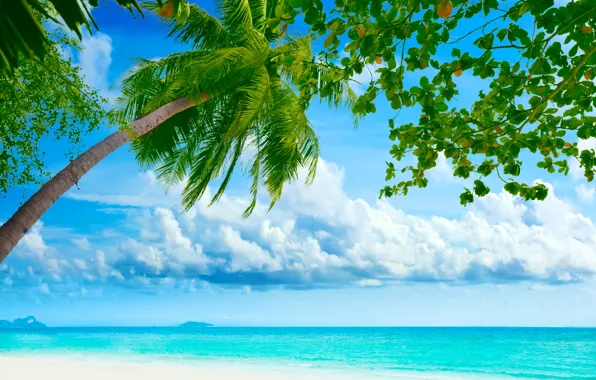 Sea, beach, the sky, clouds, landscape, nature, palm trees, shore