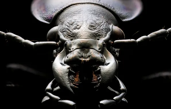 Macro, insect, surreal, coleoptera