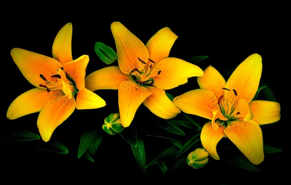 Picture leaves, flowers, Lily, petals