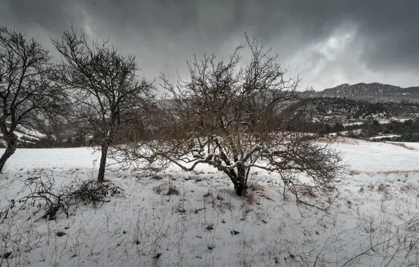 Picture snow, trees, spring