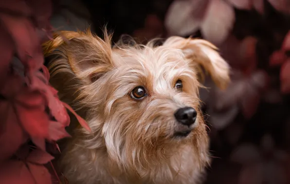 Picture leaves, portrait, dog, face, Evgenia Kostuseva